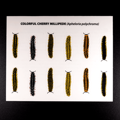 Cherry Millipede Sticker Sheet by The Roving House