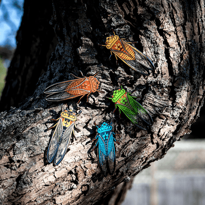 Greengrocer Cicada Bug Box by The Roving House